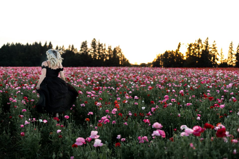 field of pink flowers in oregon