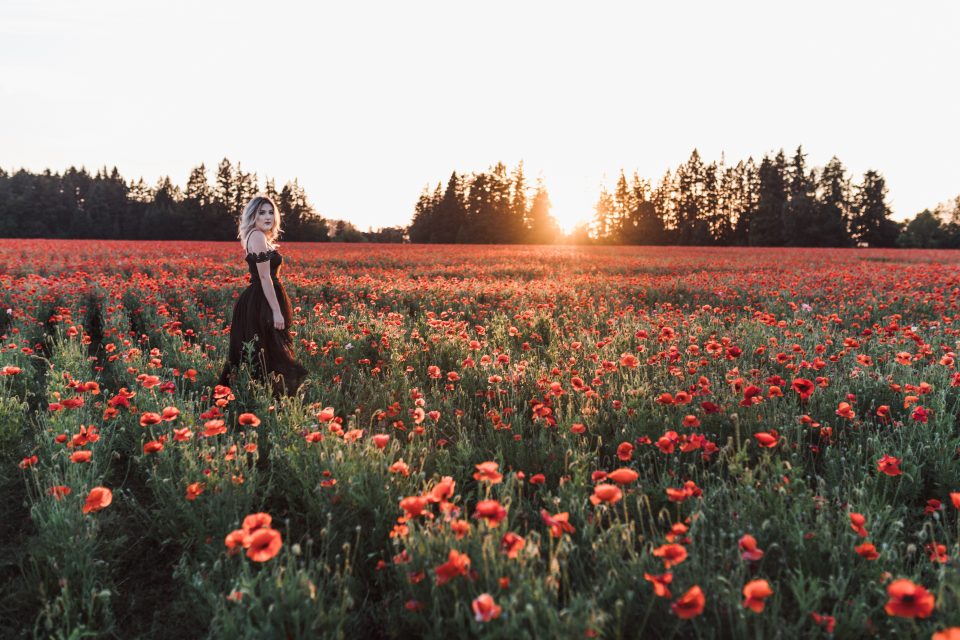 portland oregon sunset poppy flowers