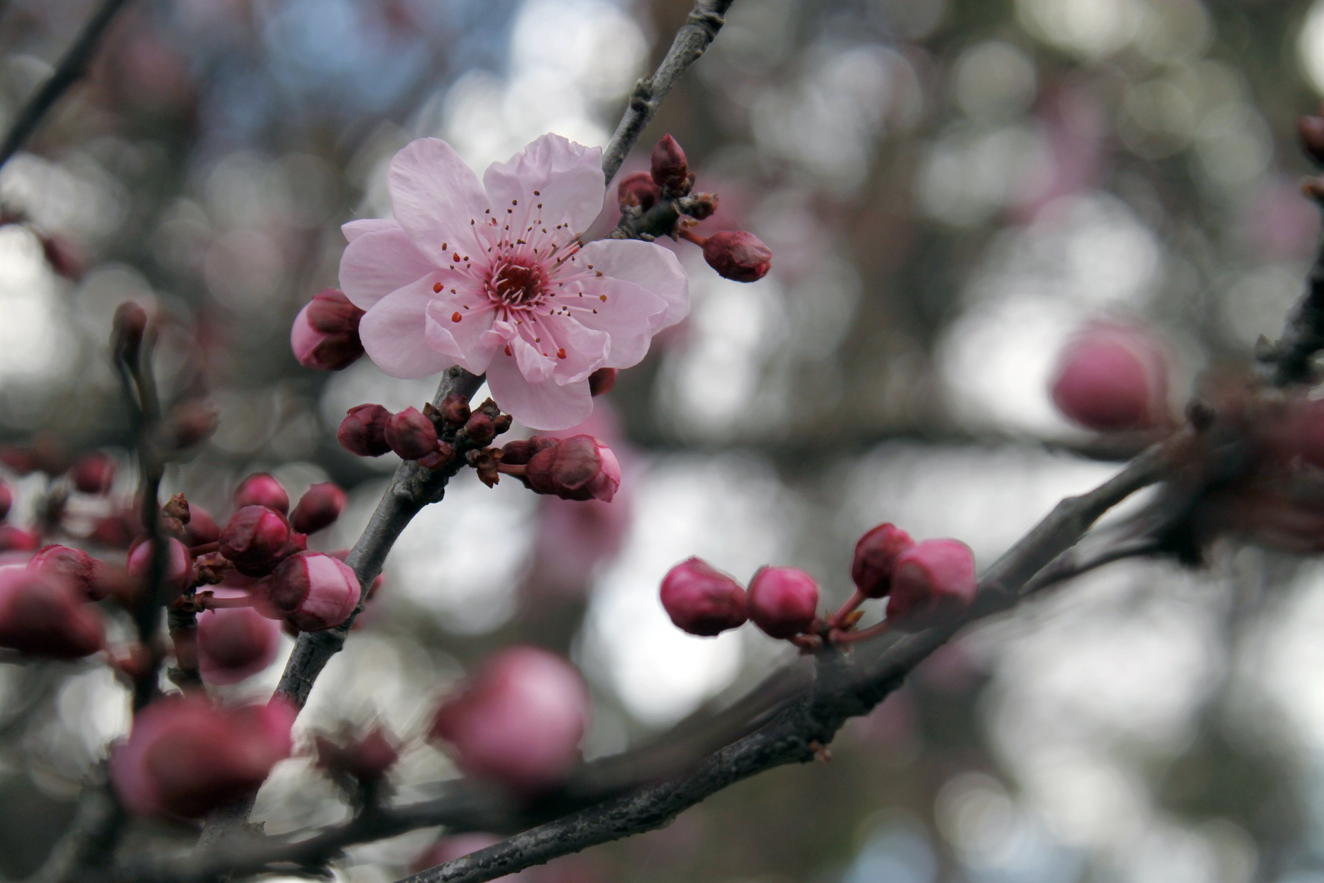 cherry blossom spring in oregon