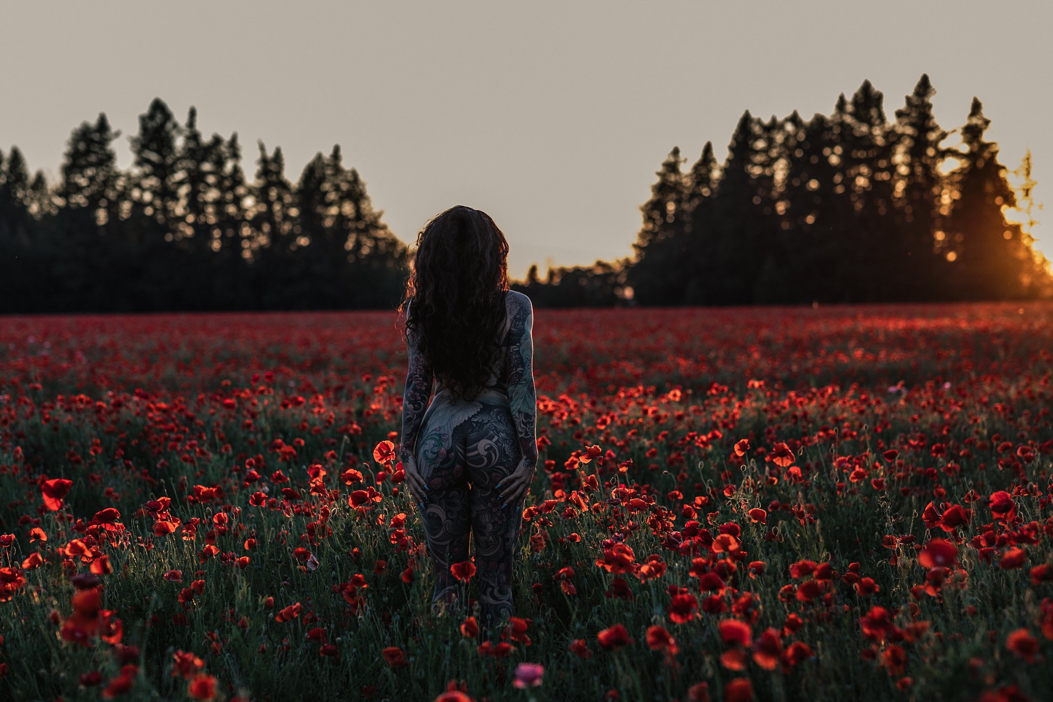 sunset at poppy field flowers 