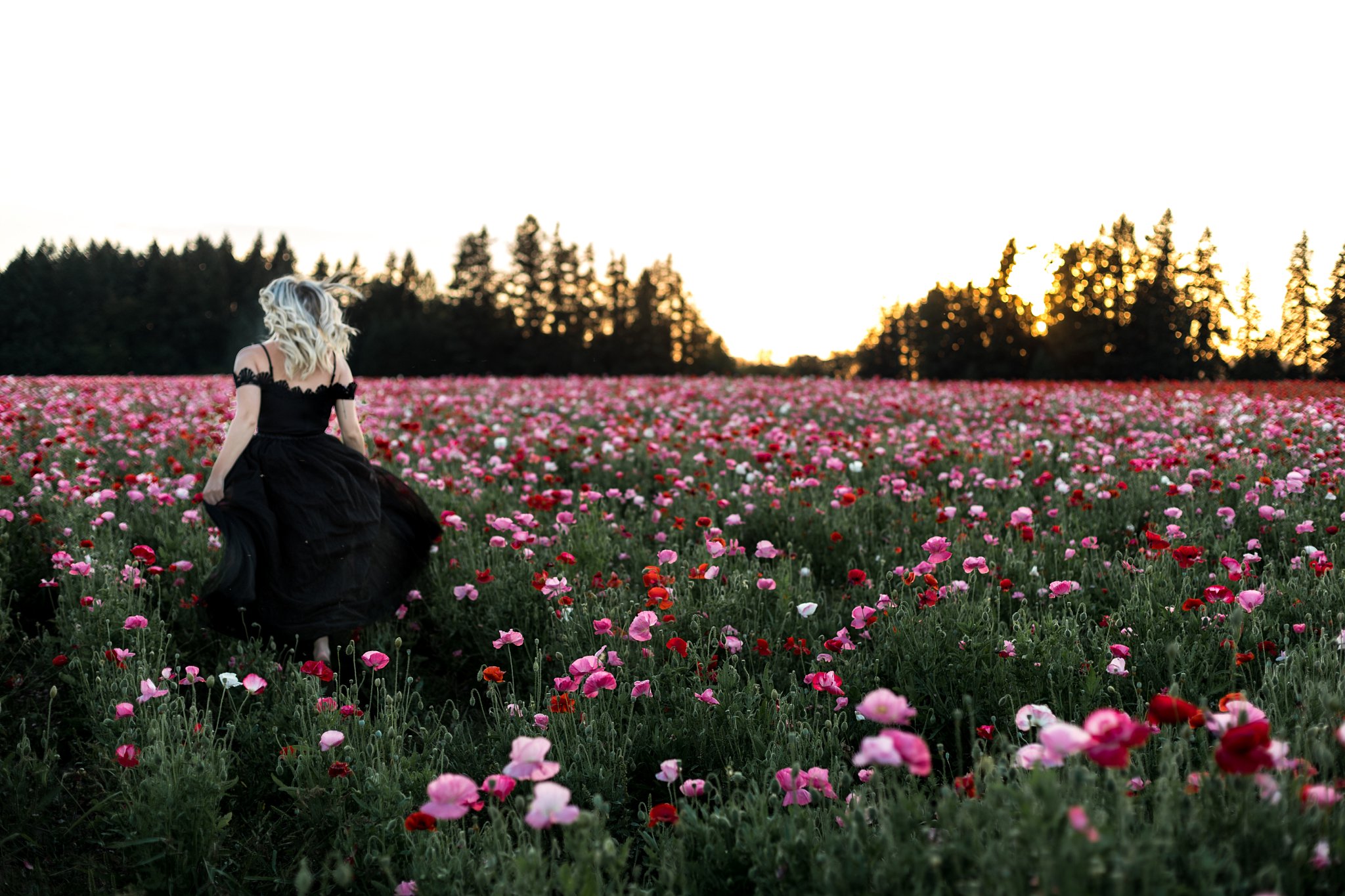 pink poppy flowers portland oregon