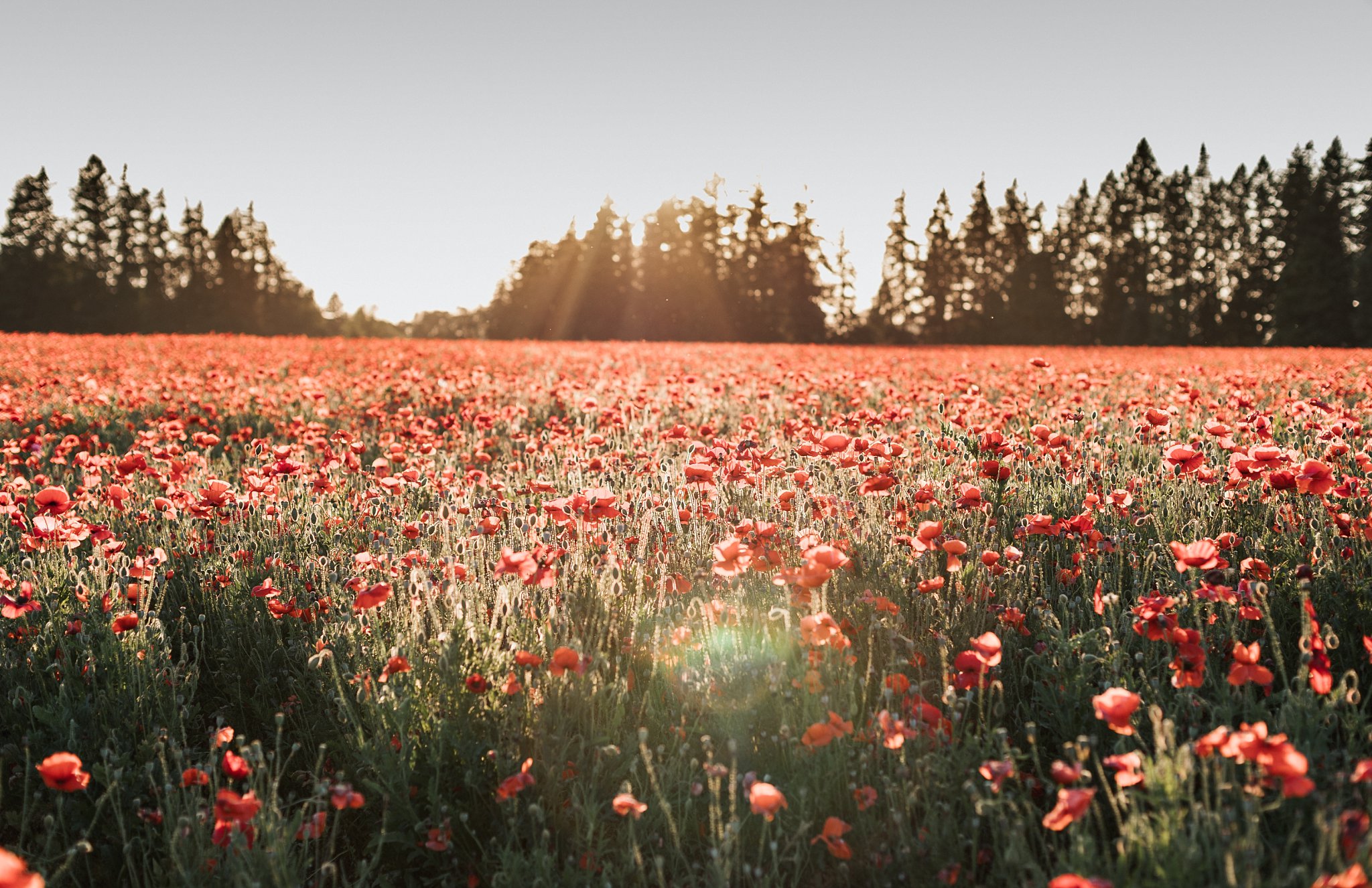 oregon poppy flowers